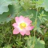 菊捧科技