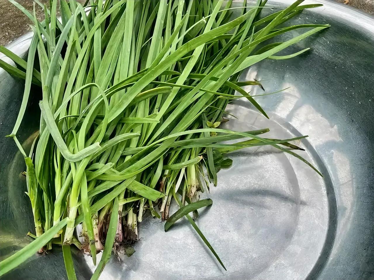 吃韭菜正当时。
家里的玫瑰树下野生出来的韭菜一簇一簇的，不知道的还以为是我用心种