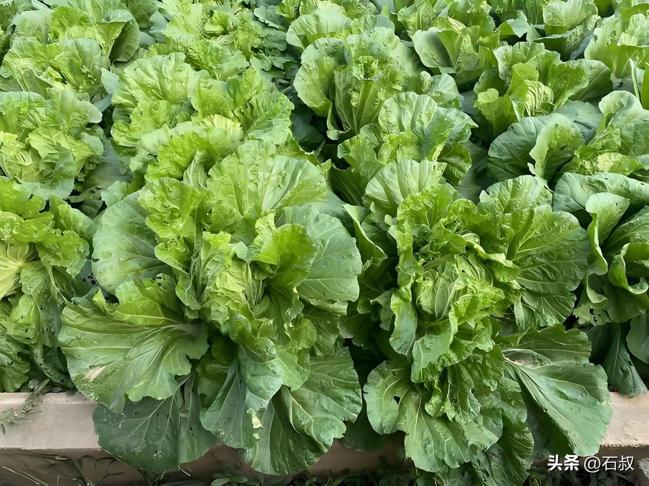 为啥你种的白菜松散包不住心？
去年我家白菜能长到十来斤一棵，全靠这几个不起眼的小