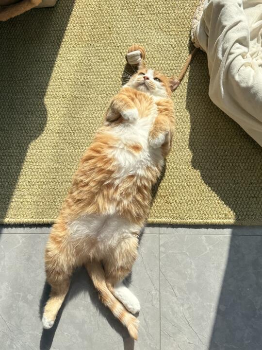 猫会不会中暑？🌚