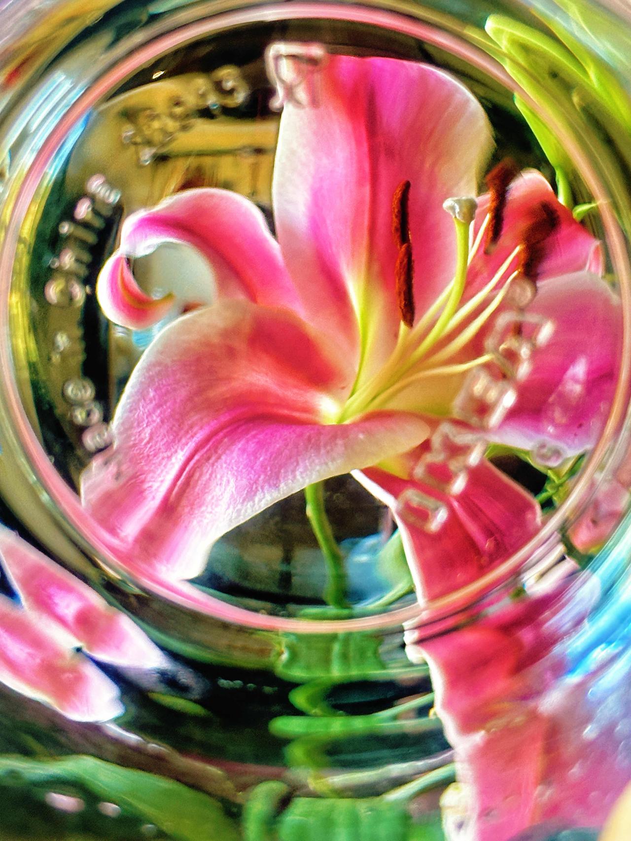 上周六在超市花20元买的百合陆续开花了～

这是开盲盒，根本不知道是粉色还是白色