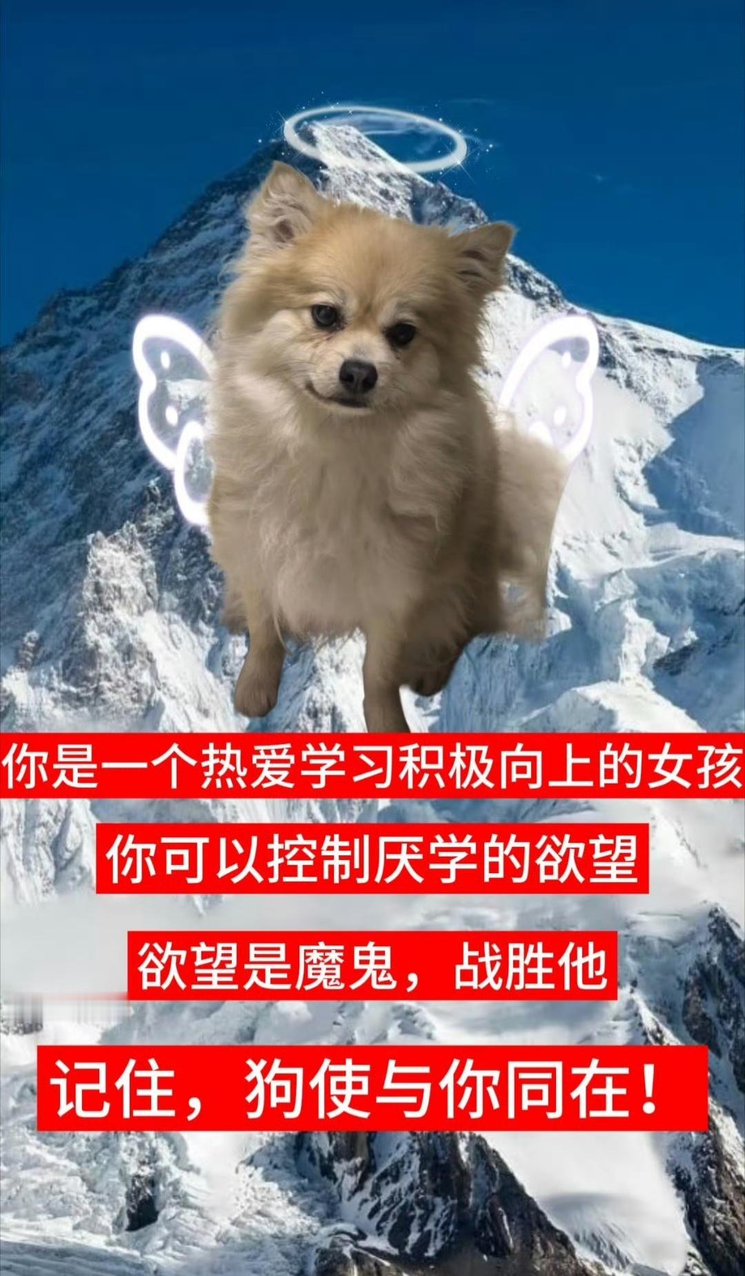 狗使与你同在！ ​​​