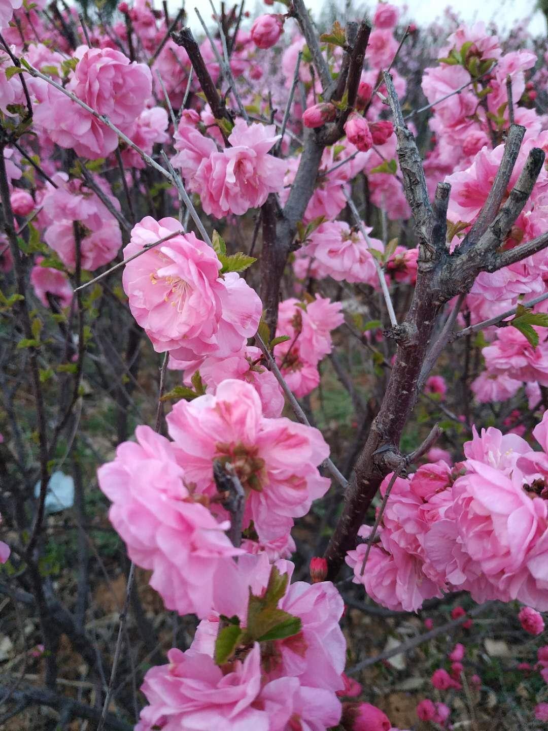 万科A，今日股价创了新低

入市19年老股民5月18日侃股：仅供参考！

万科，