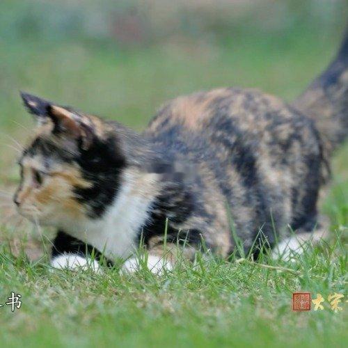 原来咱们现在“求贴贴”的主子，在宋代早就被宠出了专属仪式感！古人养猫要先备“聘礼