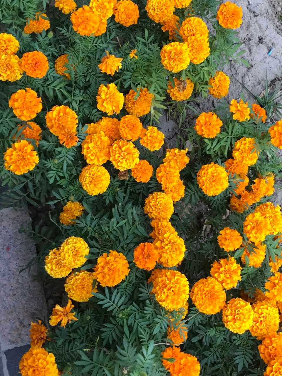 🌼 ​​​