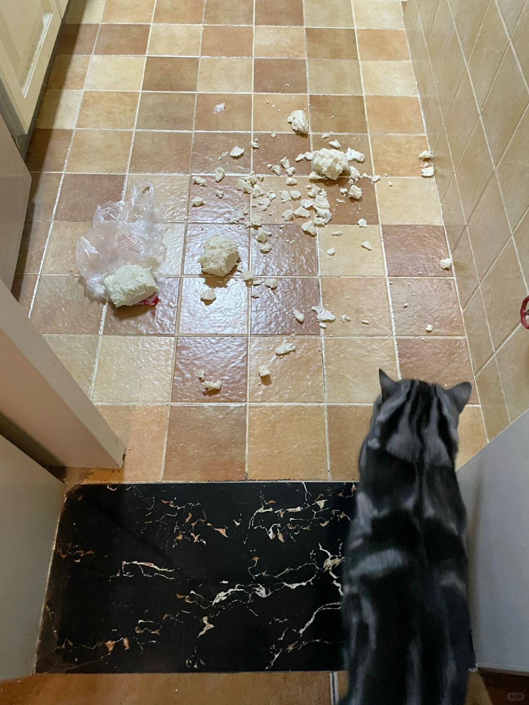 请人吃饭 发现馒头被猫啃了