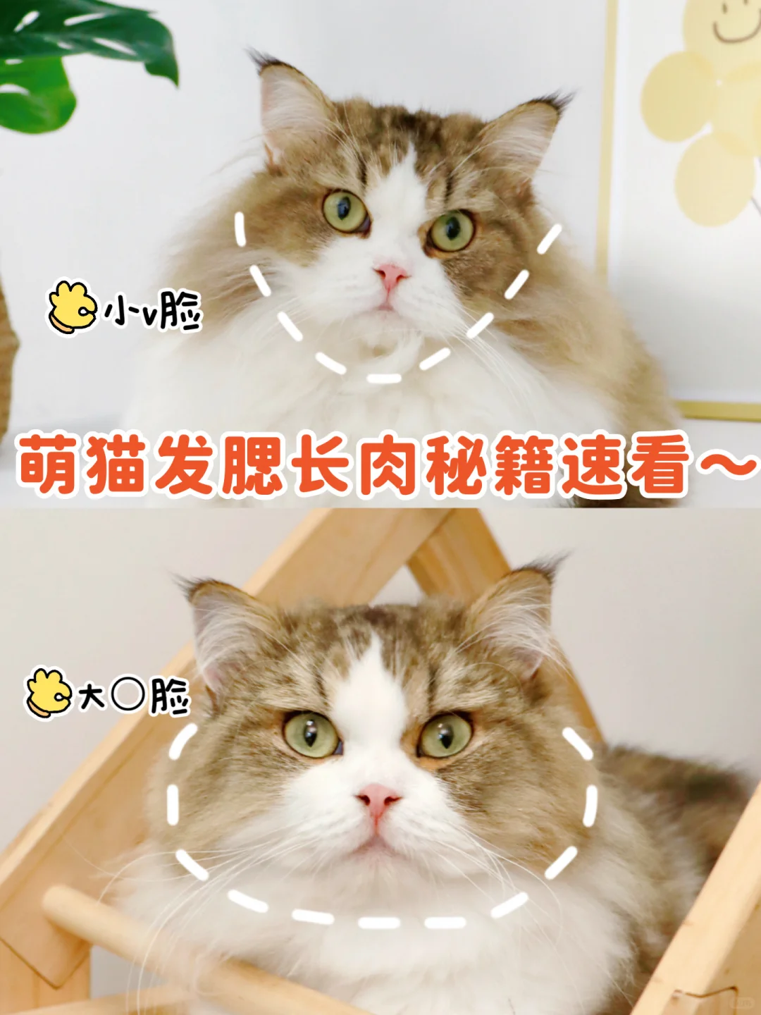 萌猫发腮速看~吃对冻干,拿捏长肉秘籍！