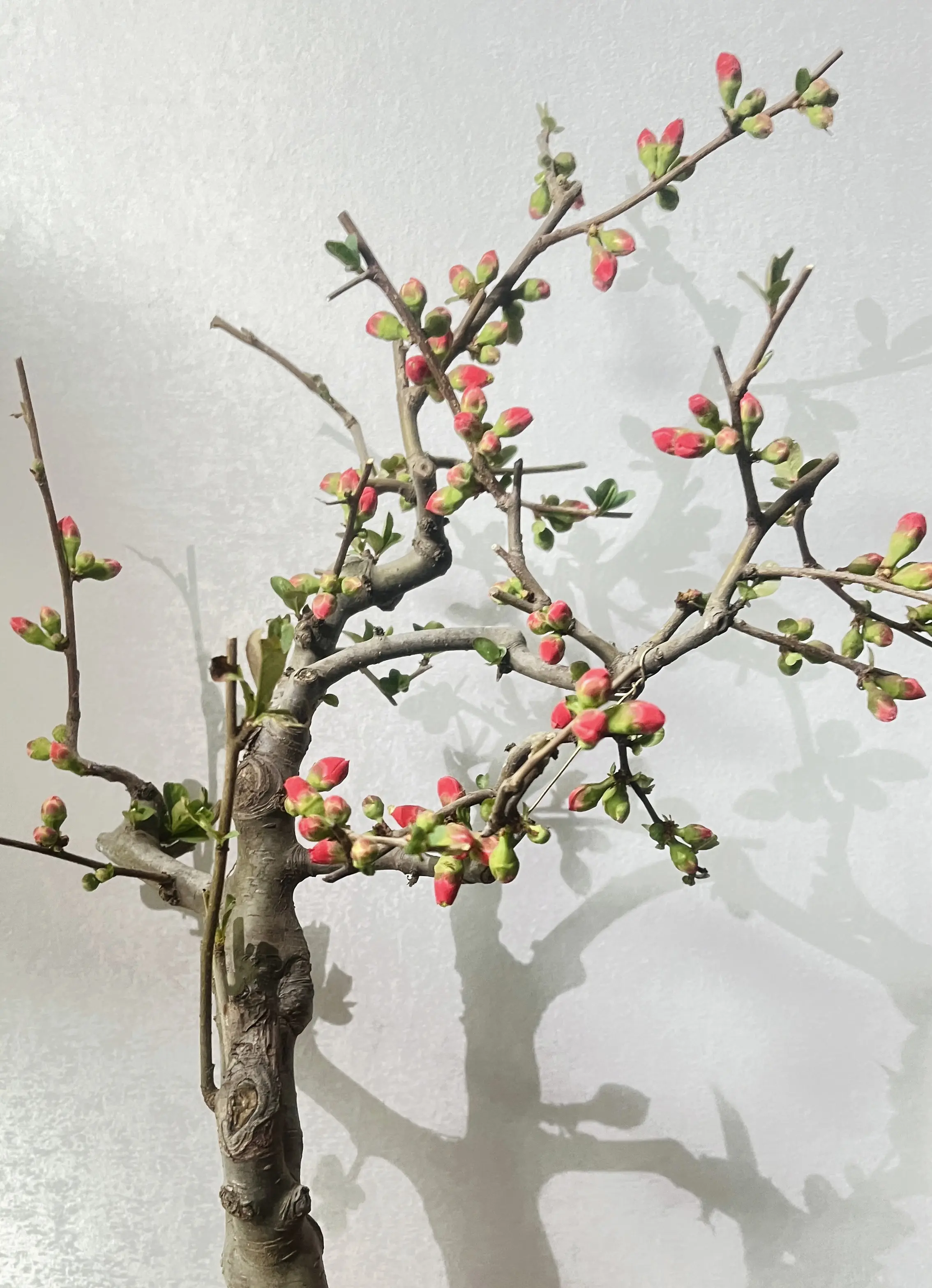 回复  我家的海棠也含苞欲放