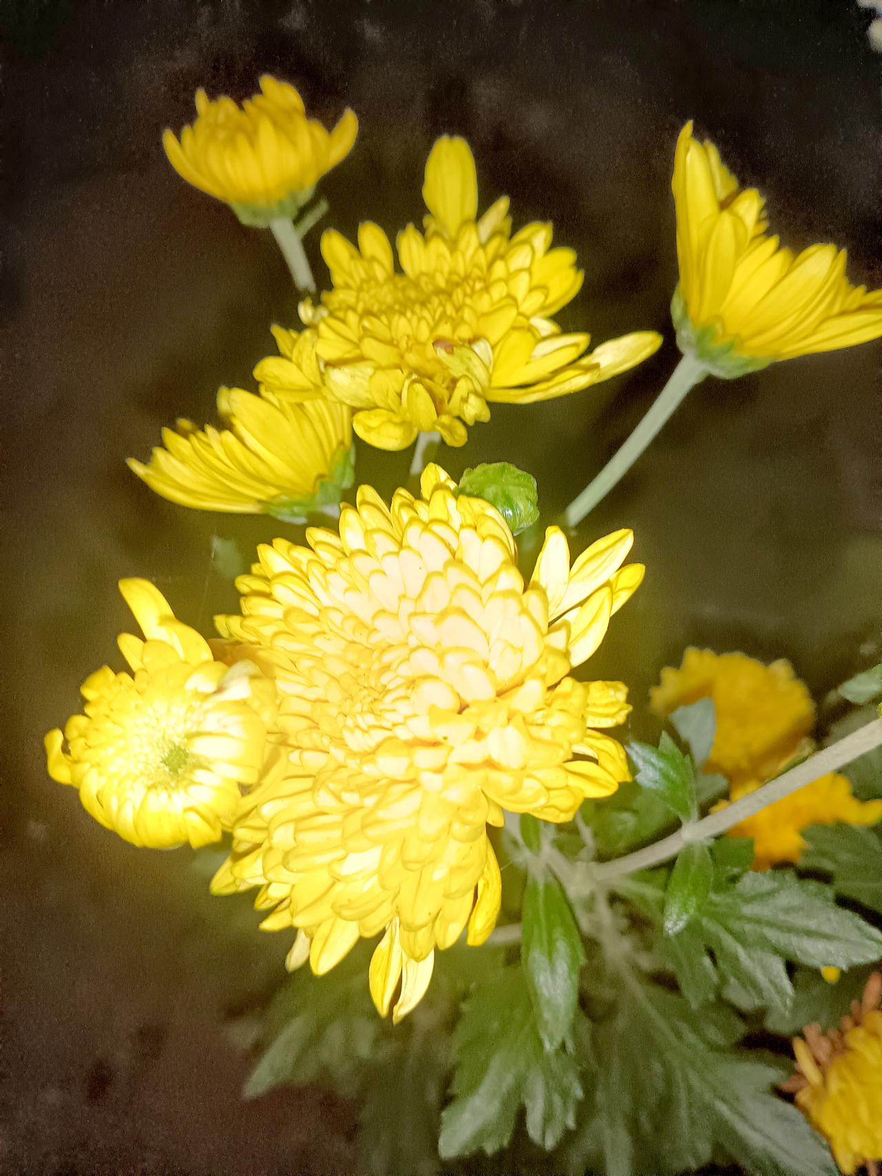 夜色衬托明艳黄菊，花瓣层层簇拥，金黄雅致，透着端庄清雅的夏日之美。
