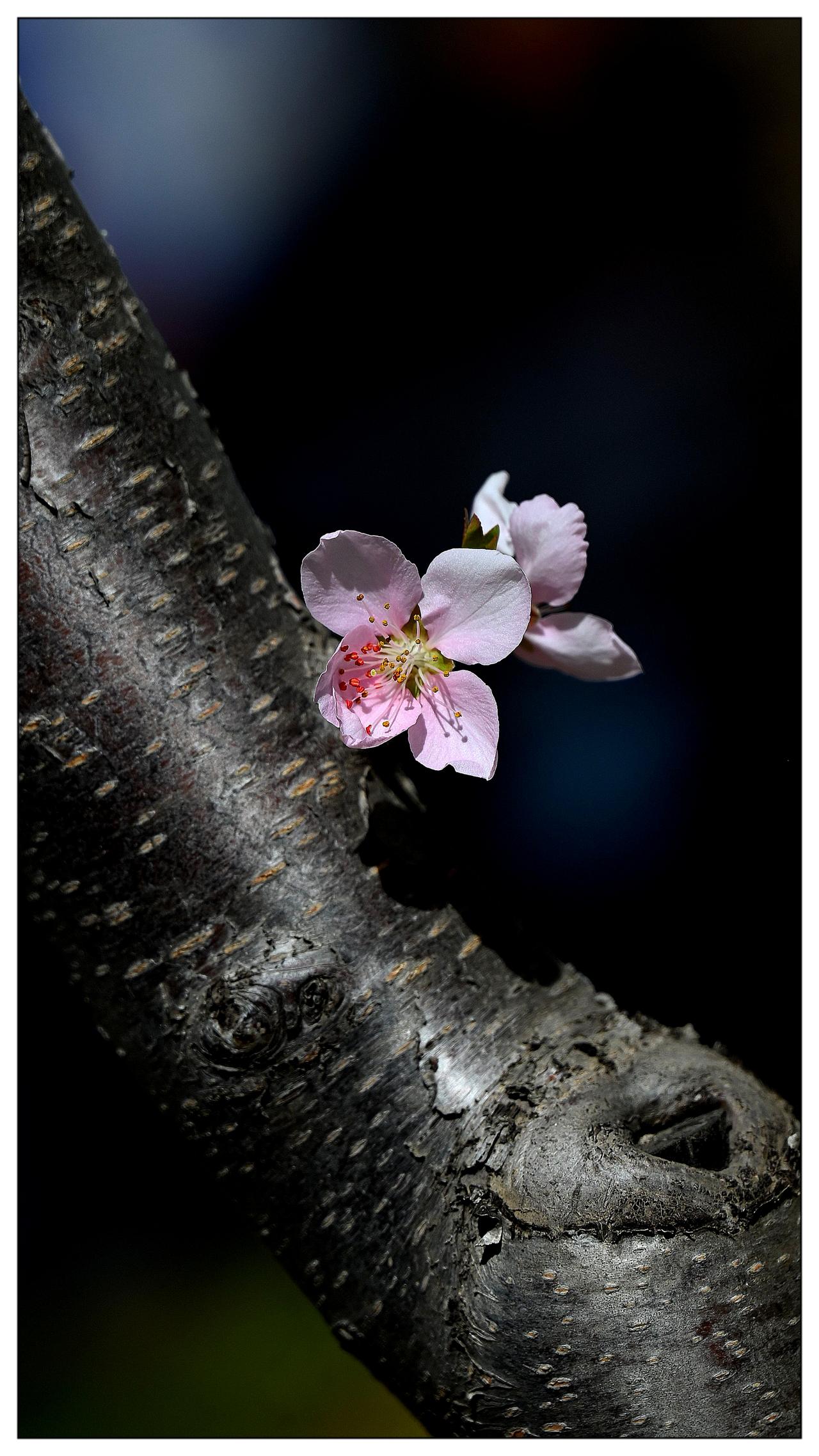 桃花《中山公园拍摄》