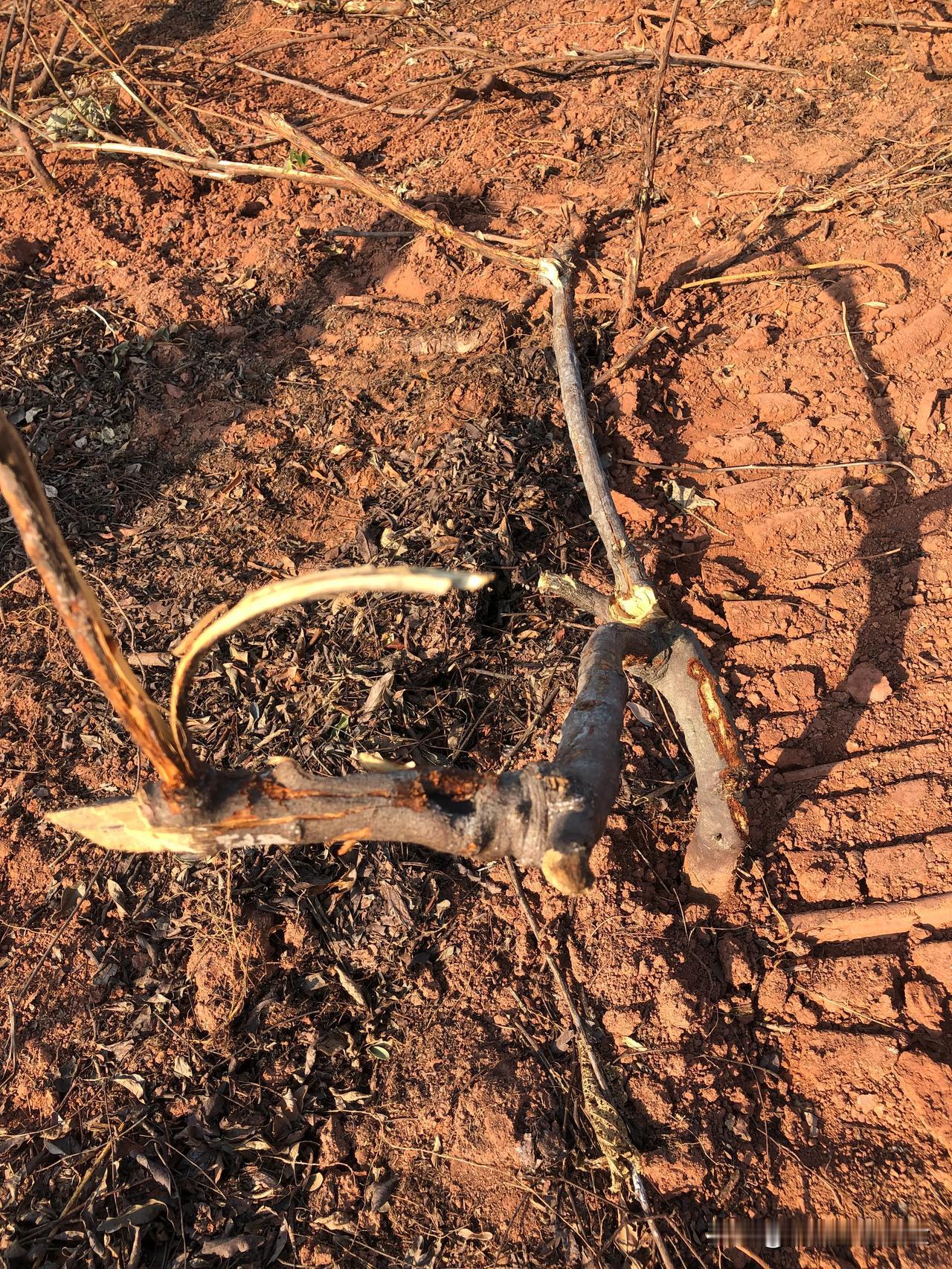 每一棵都是猛货🔥！100多亩！