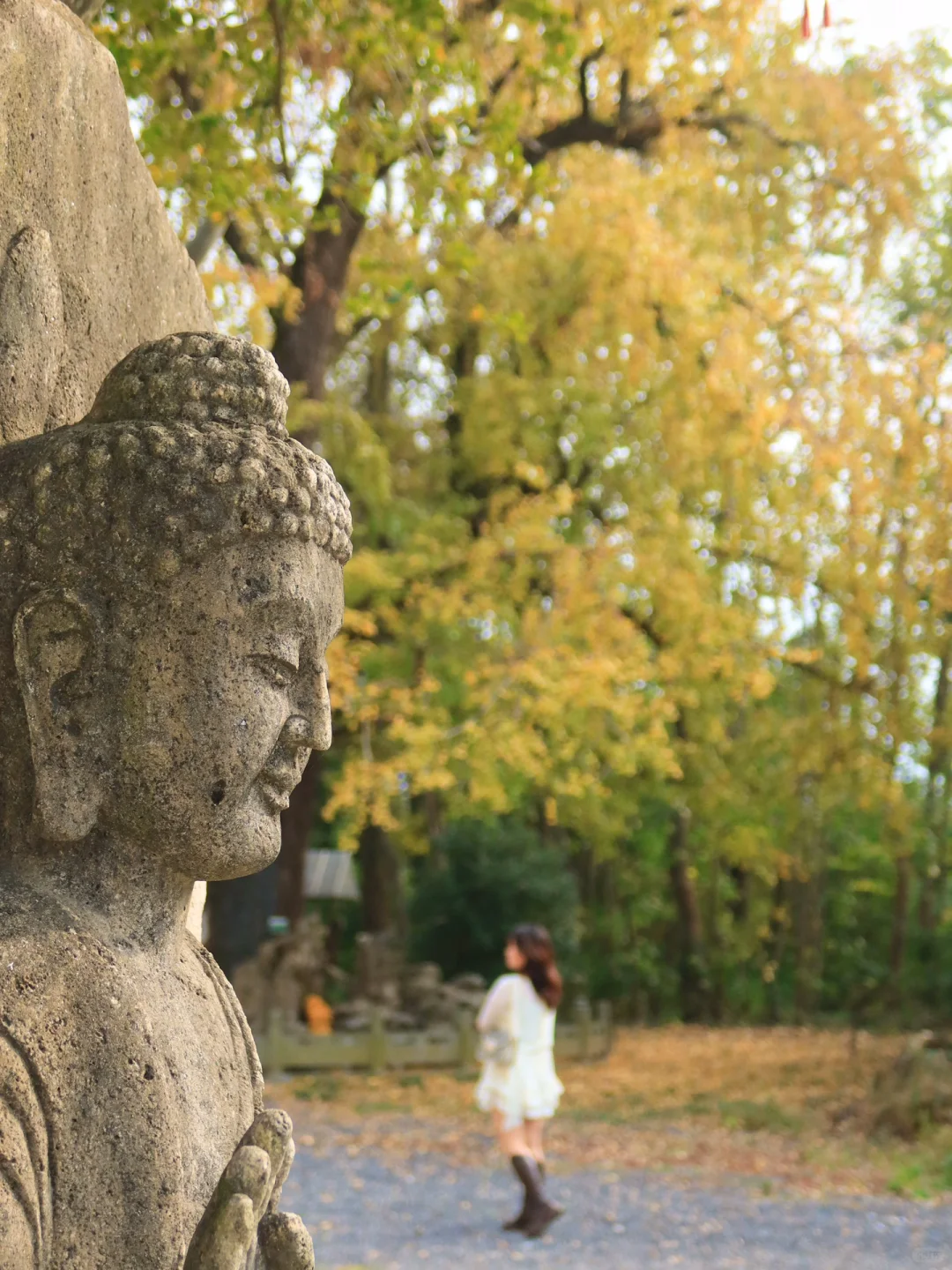 华严寺的千年银杏黄啦，1120实拍，速来