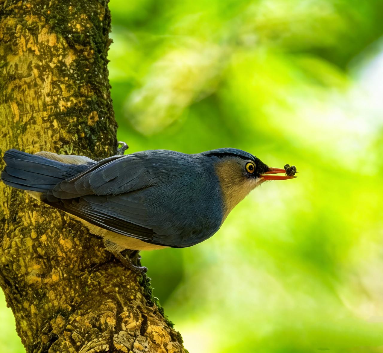 加新让我拍过够绒额䴓