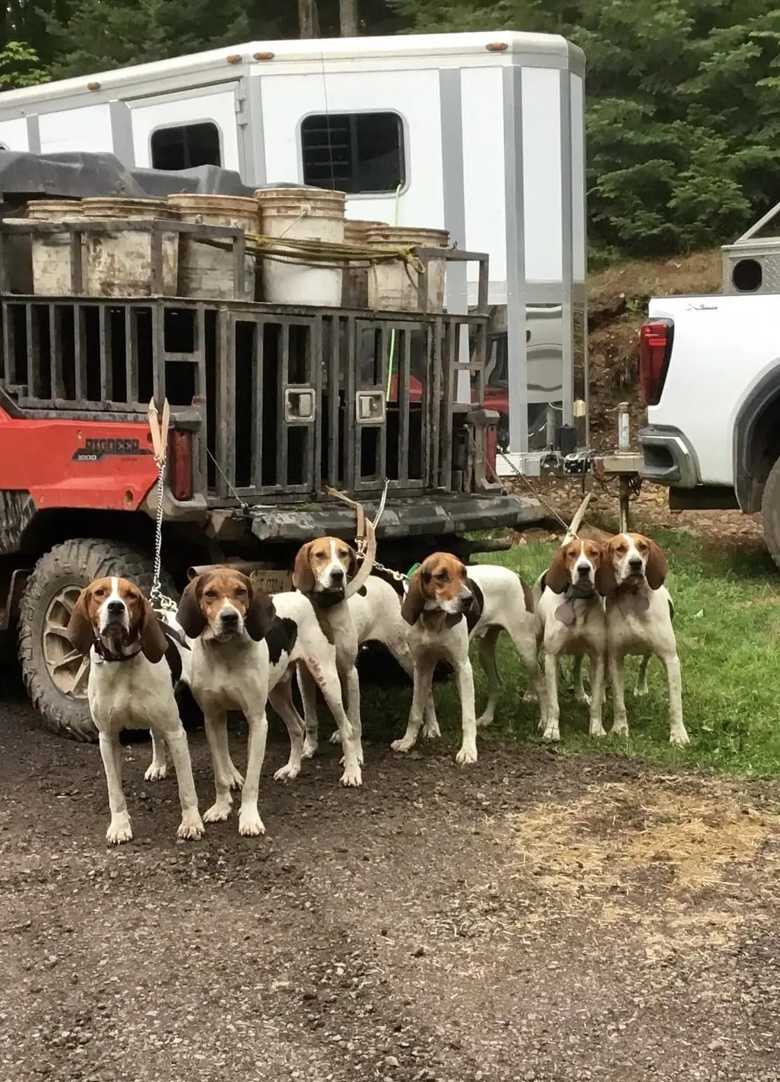 美国猎犬