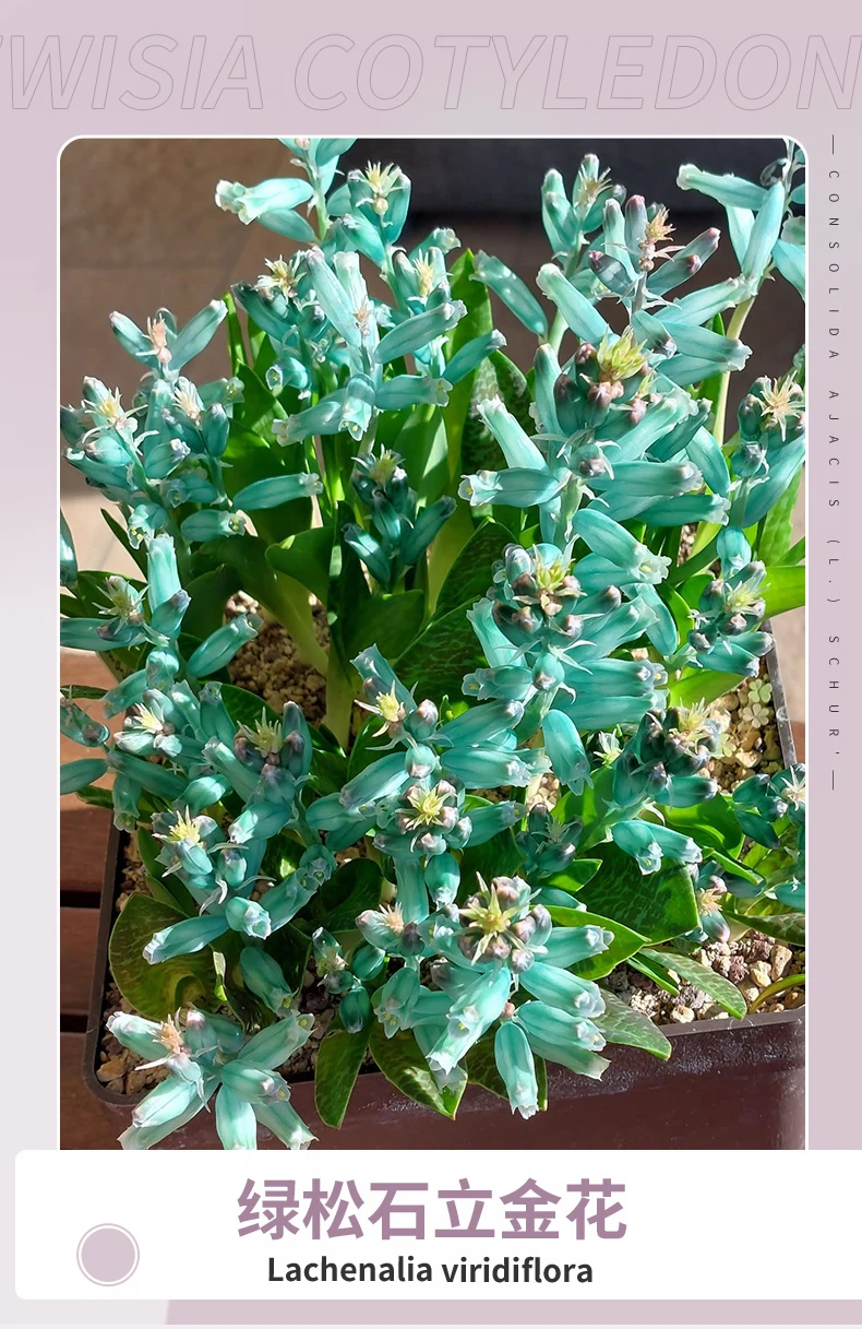 冷门球根 植物界天然绿松石💚
