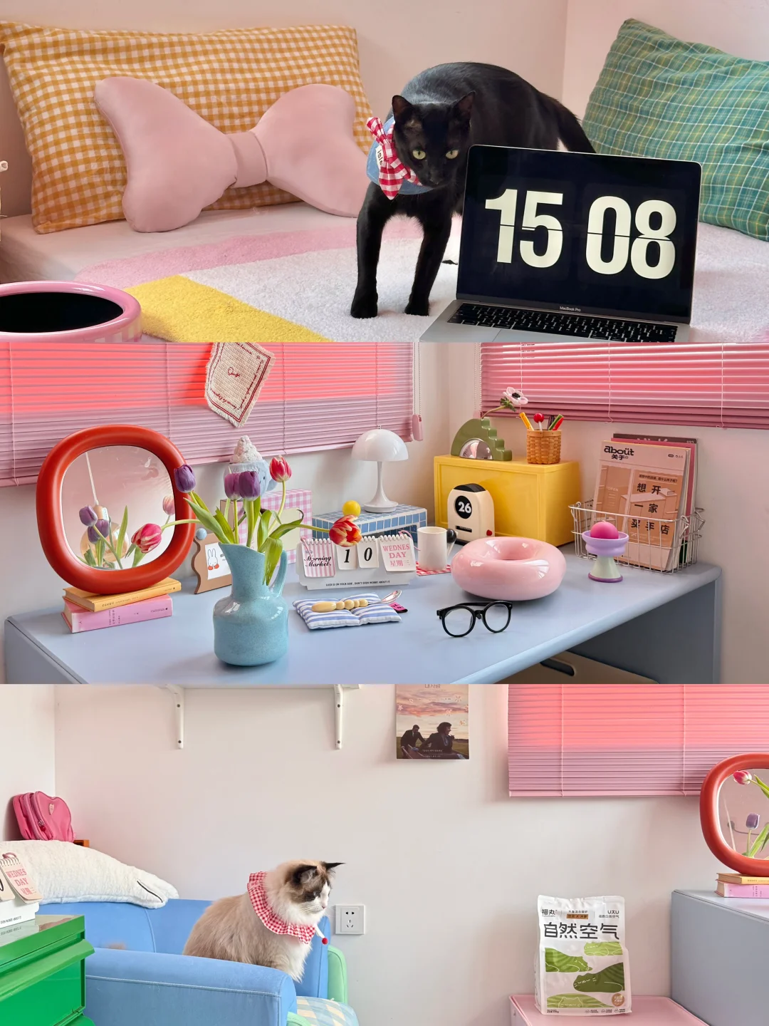 ⭐️独居养猫真相⊹♡ 舒服的家都是藏出来的⁾ºº