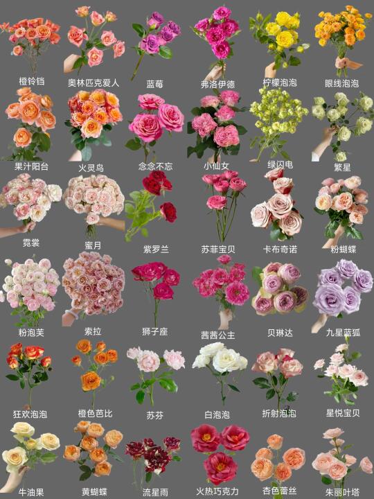 每日识花系列｜一次性认识36种多头玫瑰