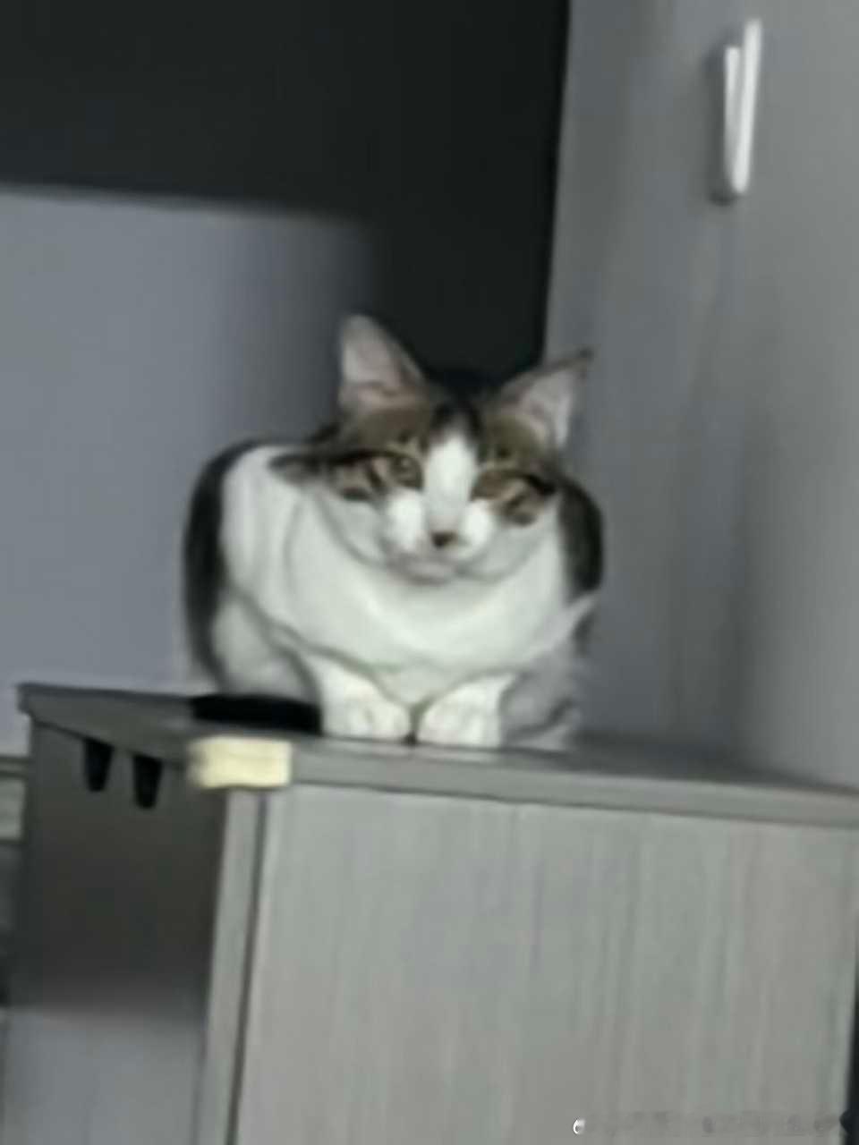 49867【丑猫】为了上📺翻遍了相册 