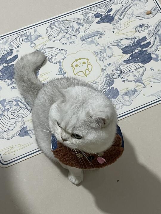 你看我想理你吗