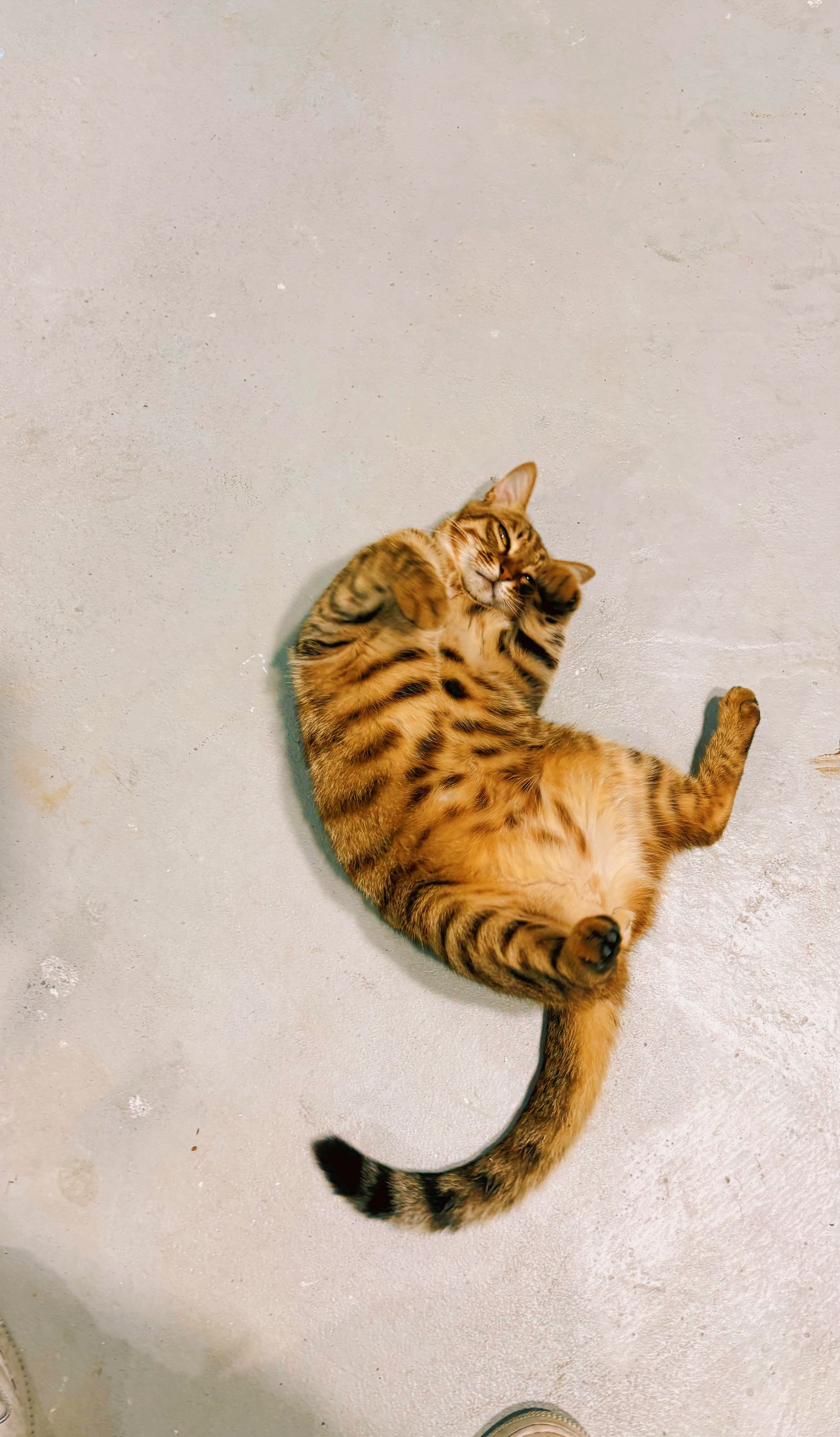 建军向姨姨们问好！猫咪