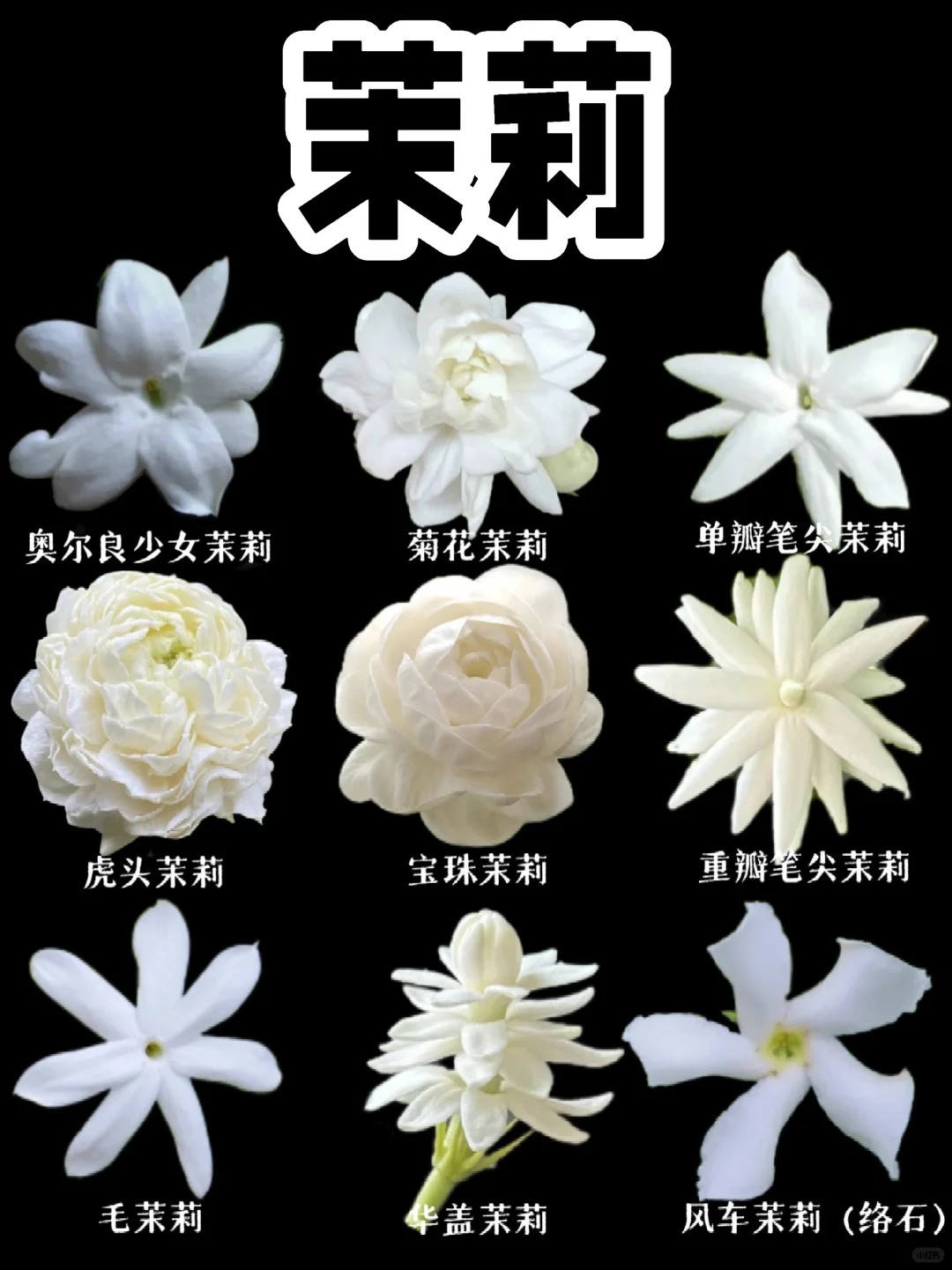 【茉莉花】好一朵美丽的茉莉花，沁人心脾