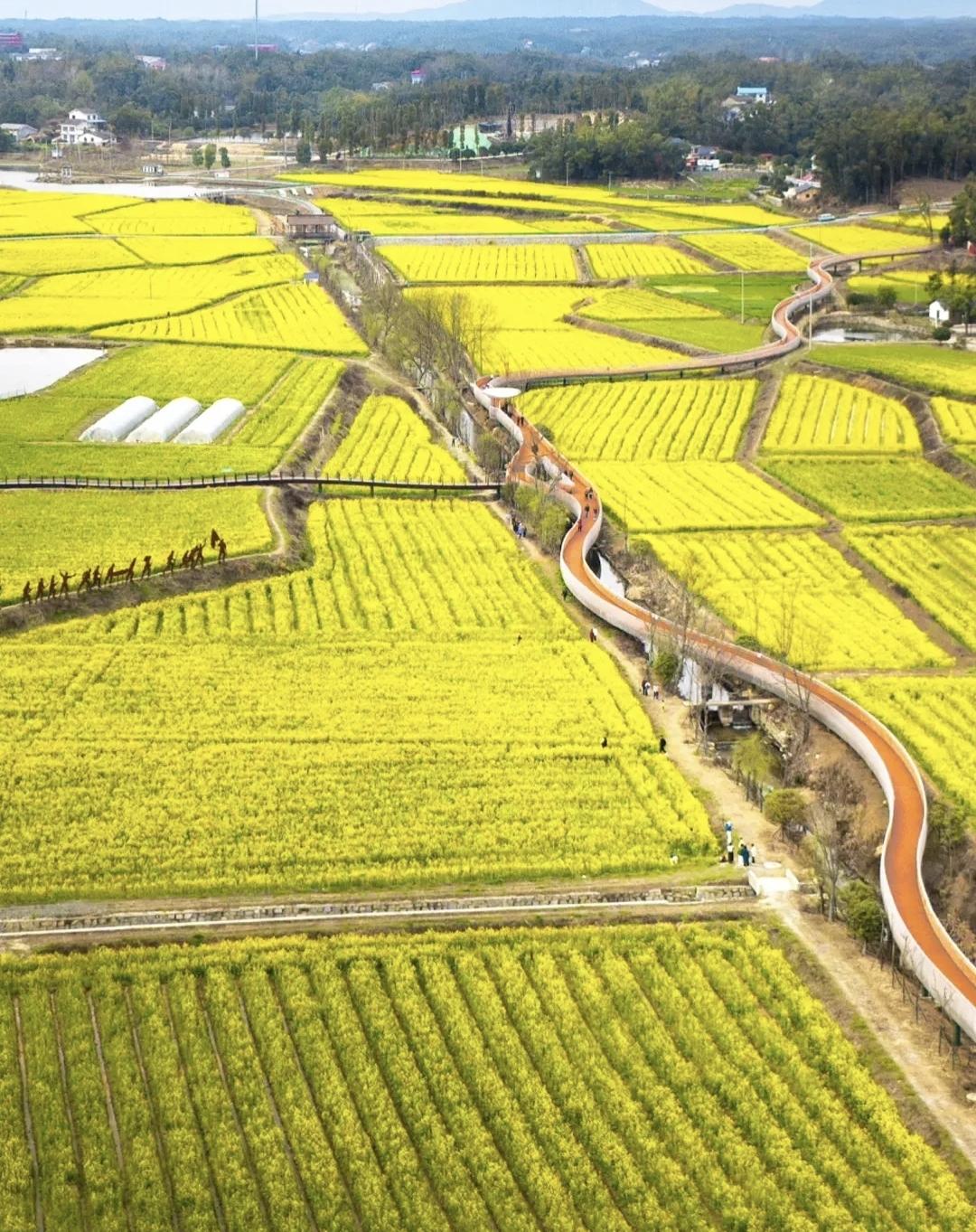 超壮观！长沙8处宝藏油菜花海 2026春日出片首选
 
2026年长沙油菜花受气