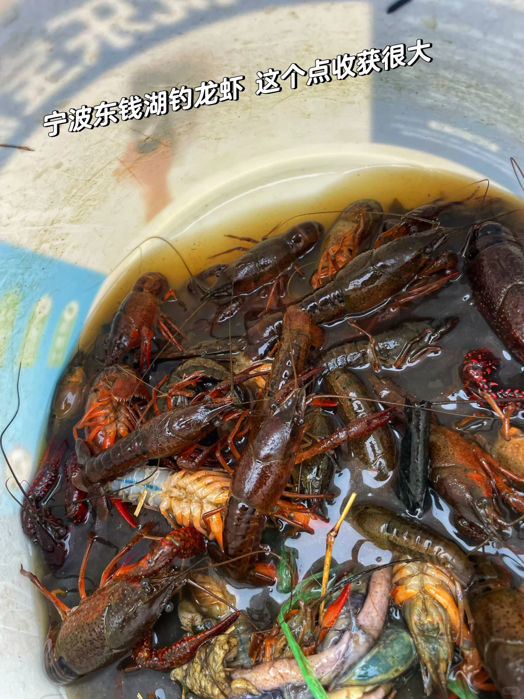 找到了 宁波这个位置免费钓龙虾太赞了