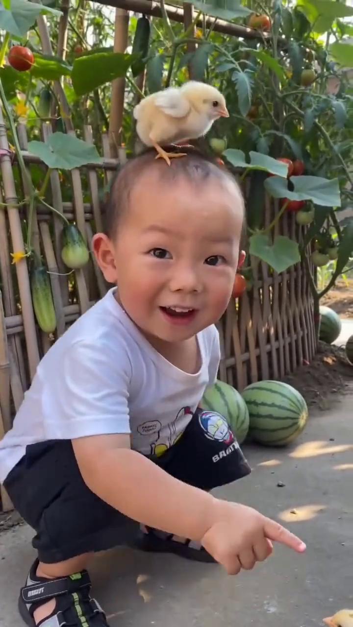 奶奶，你看好可爱的小鸡，一点也不可爱了。