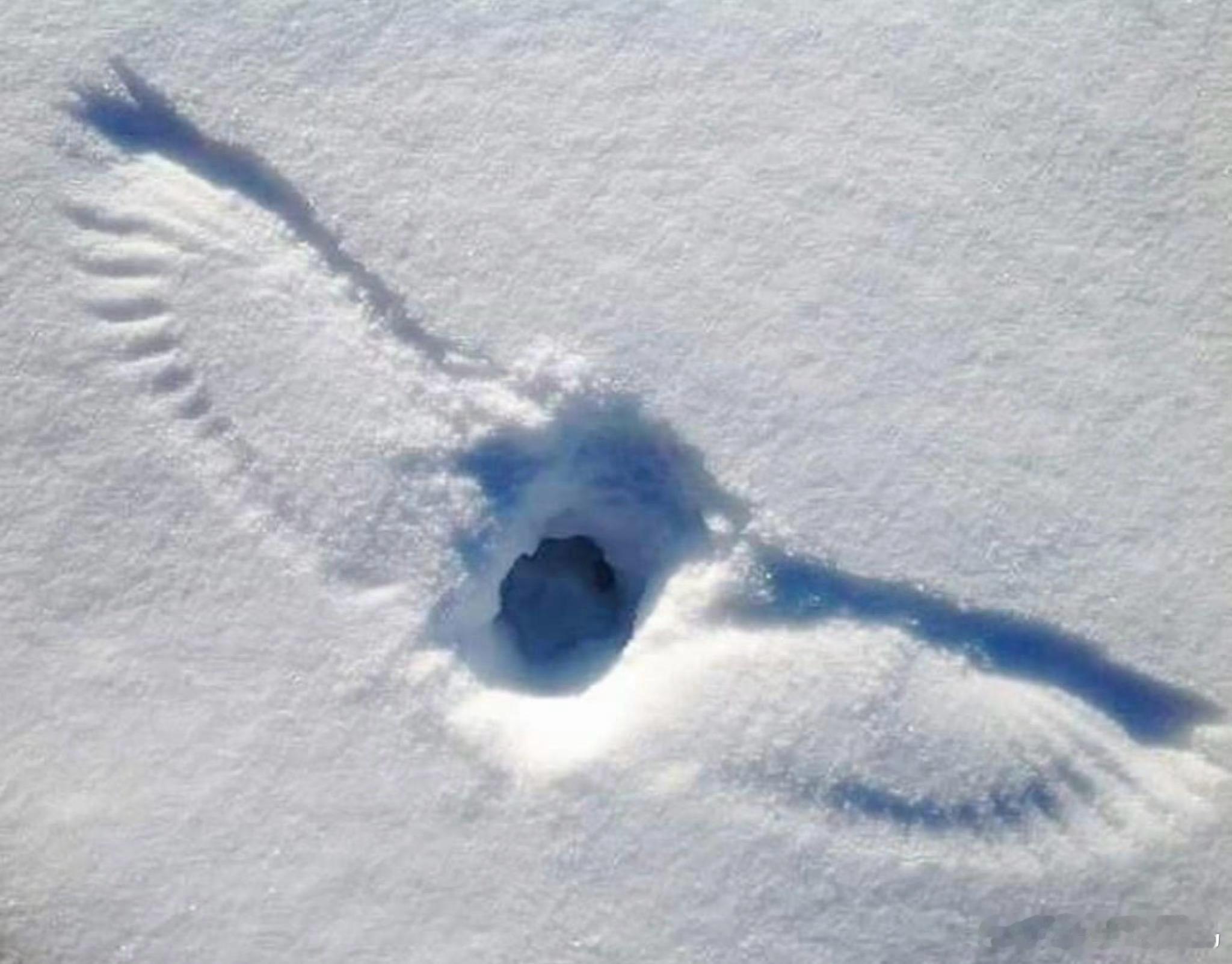 雪地里捕猎的猫头鹰🦉 