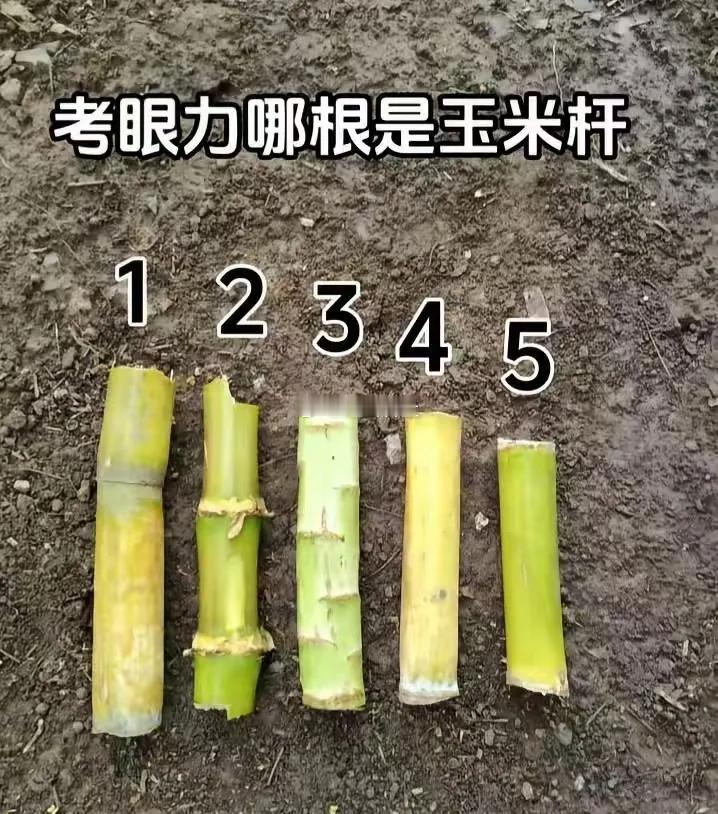 这5根里面只有一个是玉米杆，从外形看确实是很难分出区别，因为只有短短的一节，没有
