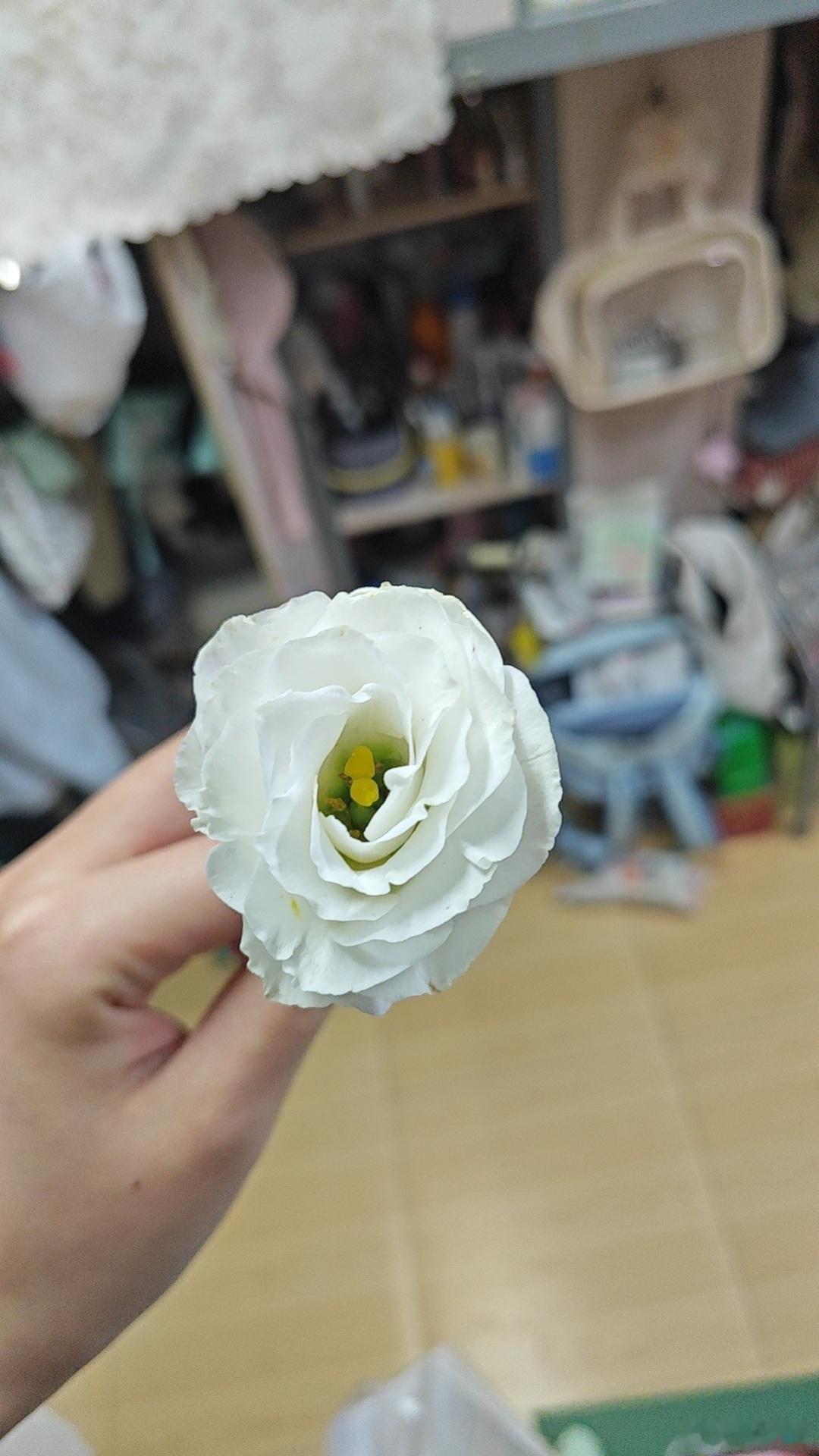 今天我们班又新官宣一对情侣 女生回来的时候给我们班每个女生分了一枝花 去年她们宿
