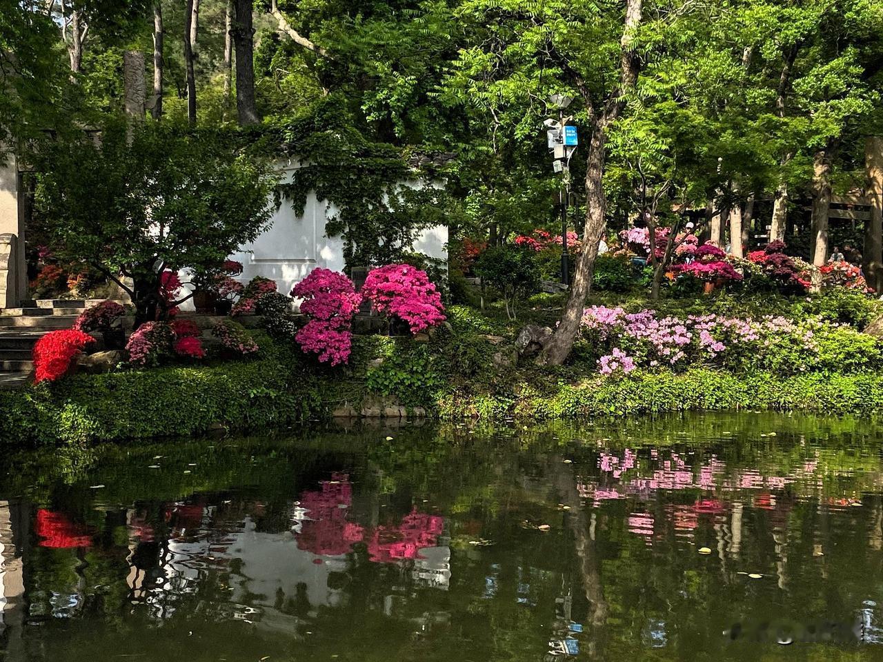 天平山簏水绿静
杜鹃满岸写诗意
微风轻拂皱涟漪
蜂蝶翩跹舞芳蹊
漫步其间心沉醉