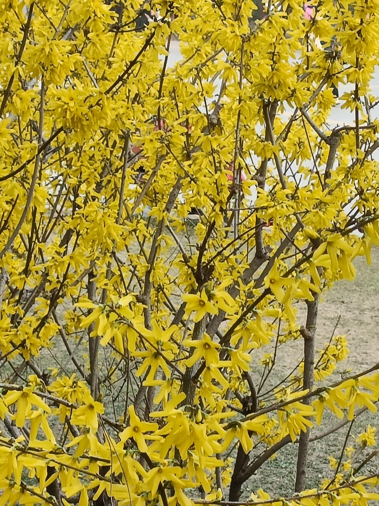 迎春花正绽放，说明春天很快过去，夏天就要来了