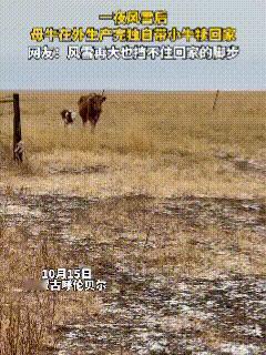 内蒙古呼伦贝尔，近日迎来风雪天气，就在这糟糕的天气下，一牧民家的母牛要临产了，可