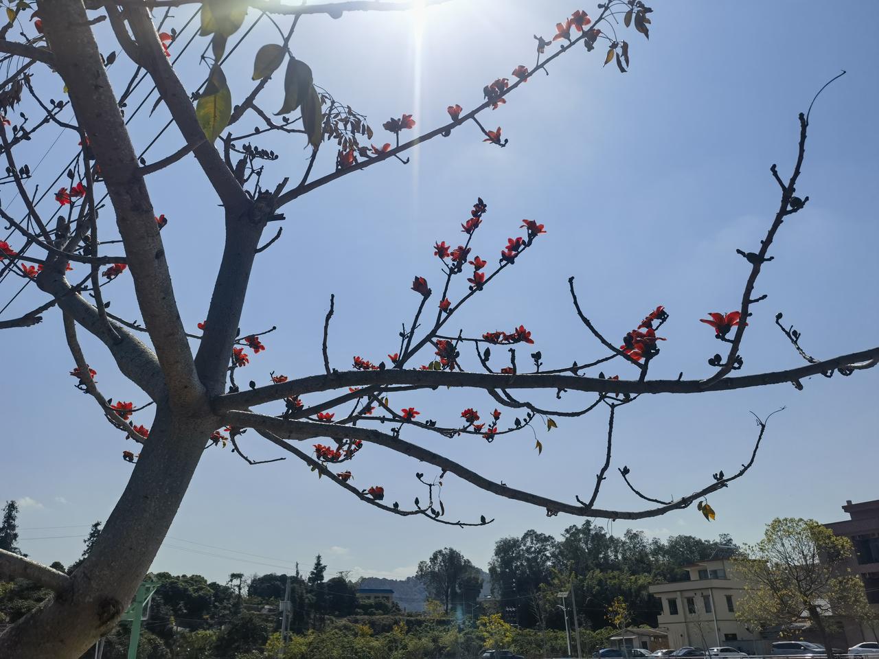 《临江仙.木绵花春节开》
​木绵花开长空懒，
​云朵悠悠聚散。
​电线三条横看，