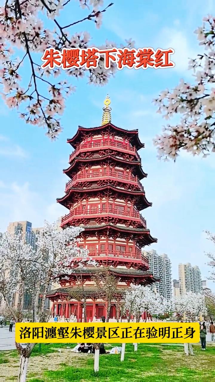 朱樱塔下海棠红。
洛阳瀍壑朱樱景区正在验明正身。