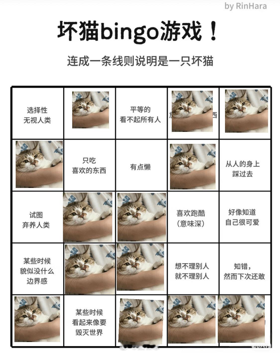 有坏猫 