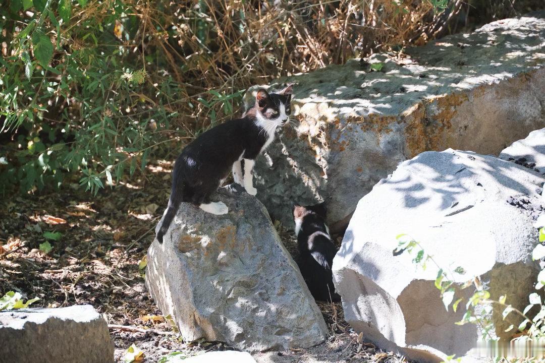 感觉亚美尼亚也是一座野猫很多的国家，今天一路上到处都有小猫相伴，有些地方的猫咪甚