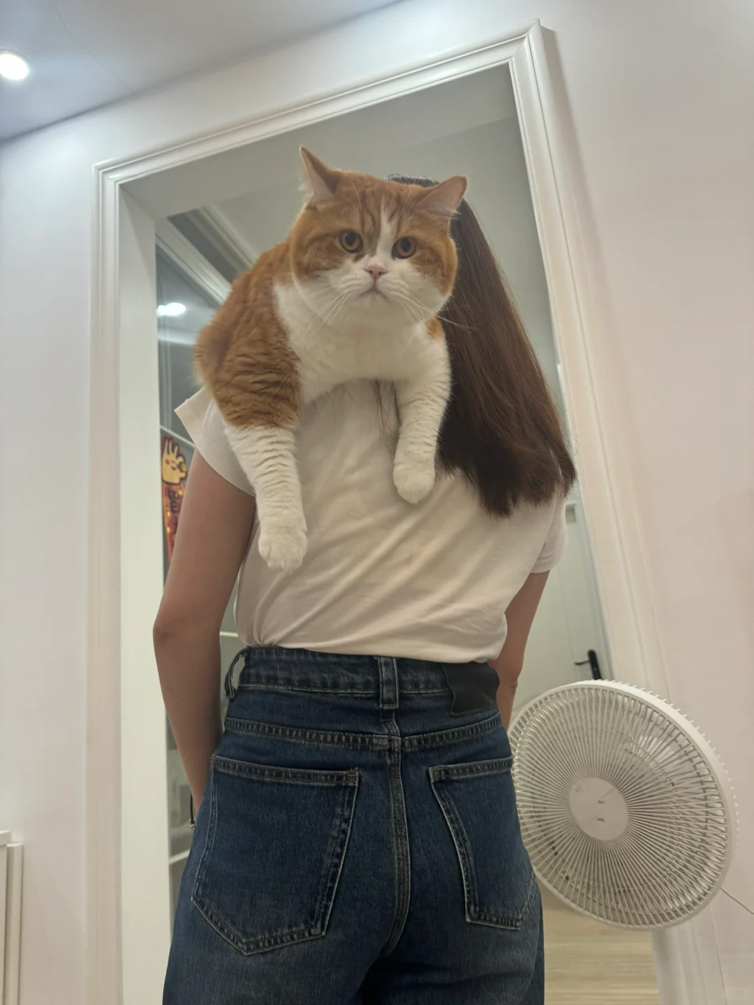 我的猫喜欢被我扛着