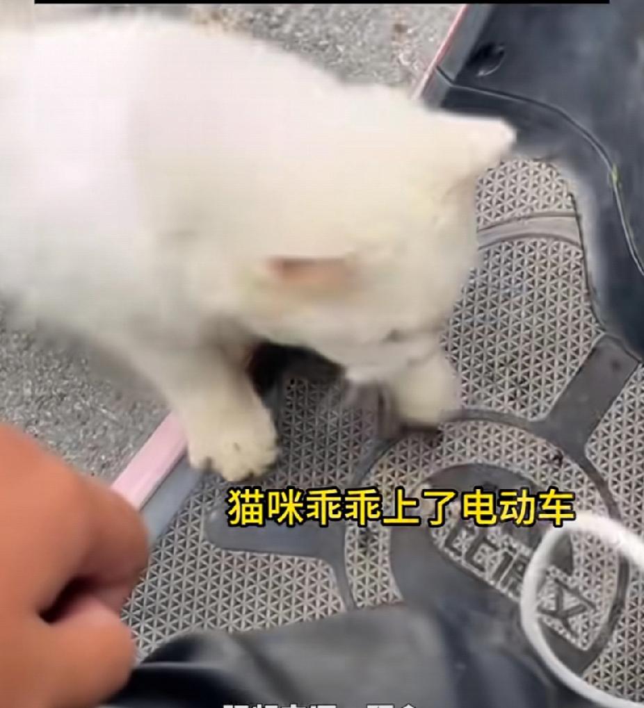 9月26日，江苏一女生在路上遇到一只白色猫咪追了自己几百米，还一直“喵喵喵”地叫