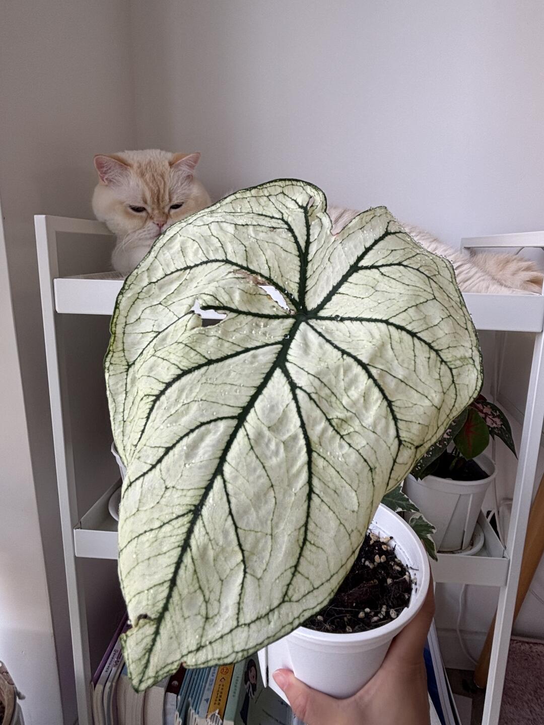 猫和彩叶芋不能共存吗？