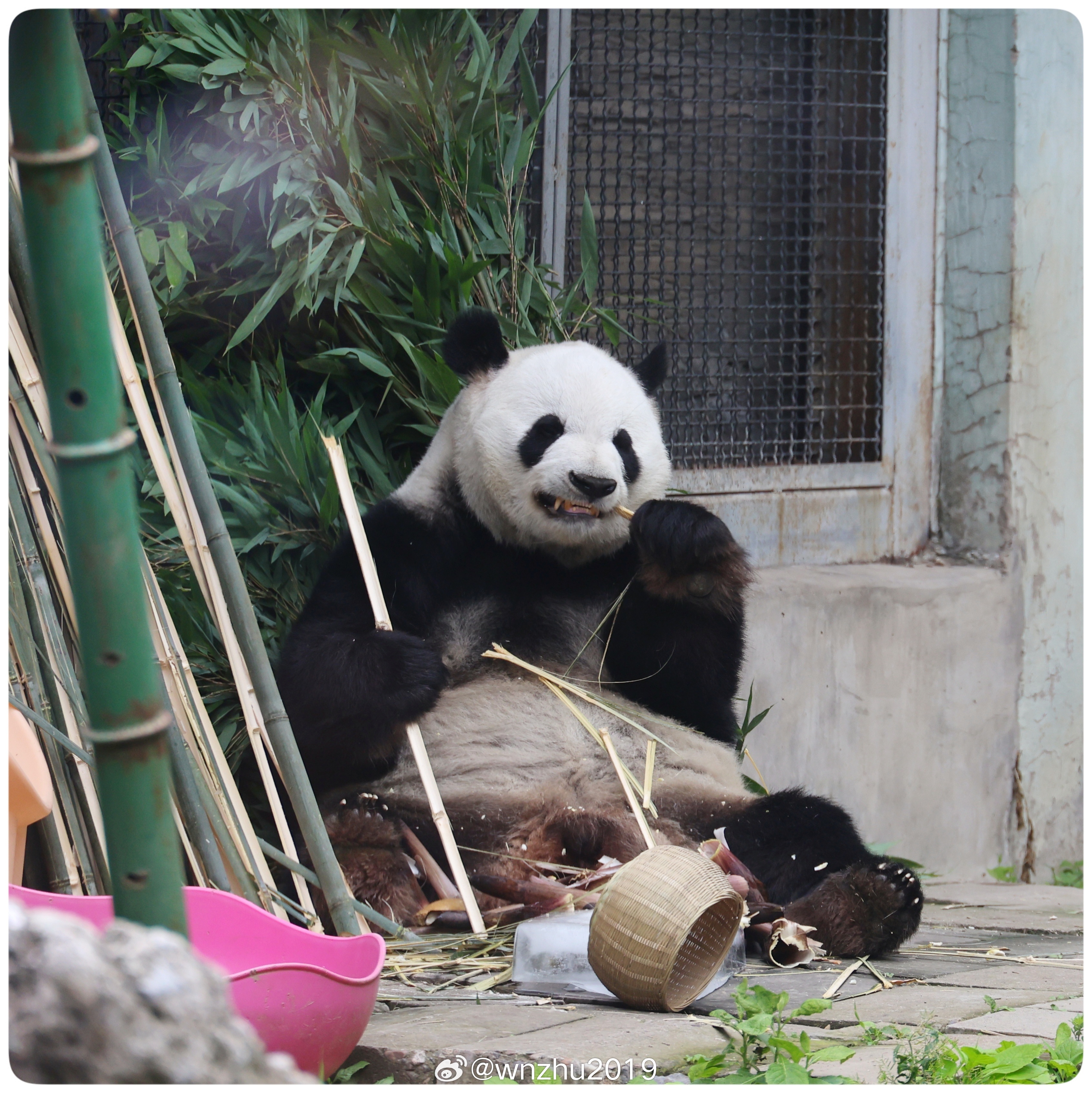 大熊猫萌兰 地铁里有人说:动物园有只网红大熊猫，叫萌兰……。萌兰用自己的可爱温暖