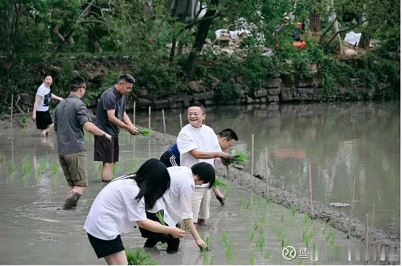 AI个屁 马爸爸都回农村插秧了，难怪阿里巴巴一直下跌📉 AI目前投入产出比太低