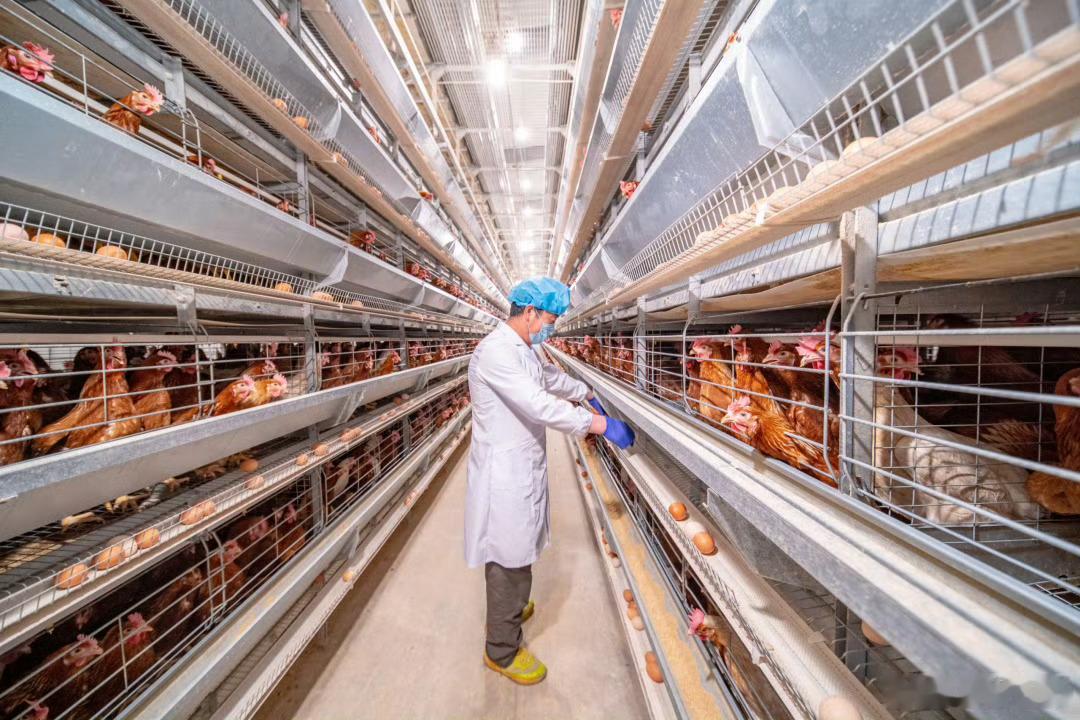 青岛农业的畜牧业保障肉蛋奶供应，产量多年稳定在百万吨以上；农产品加工业把农产品加