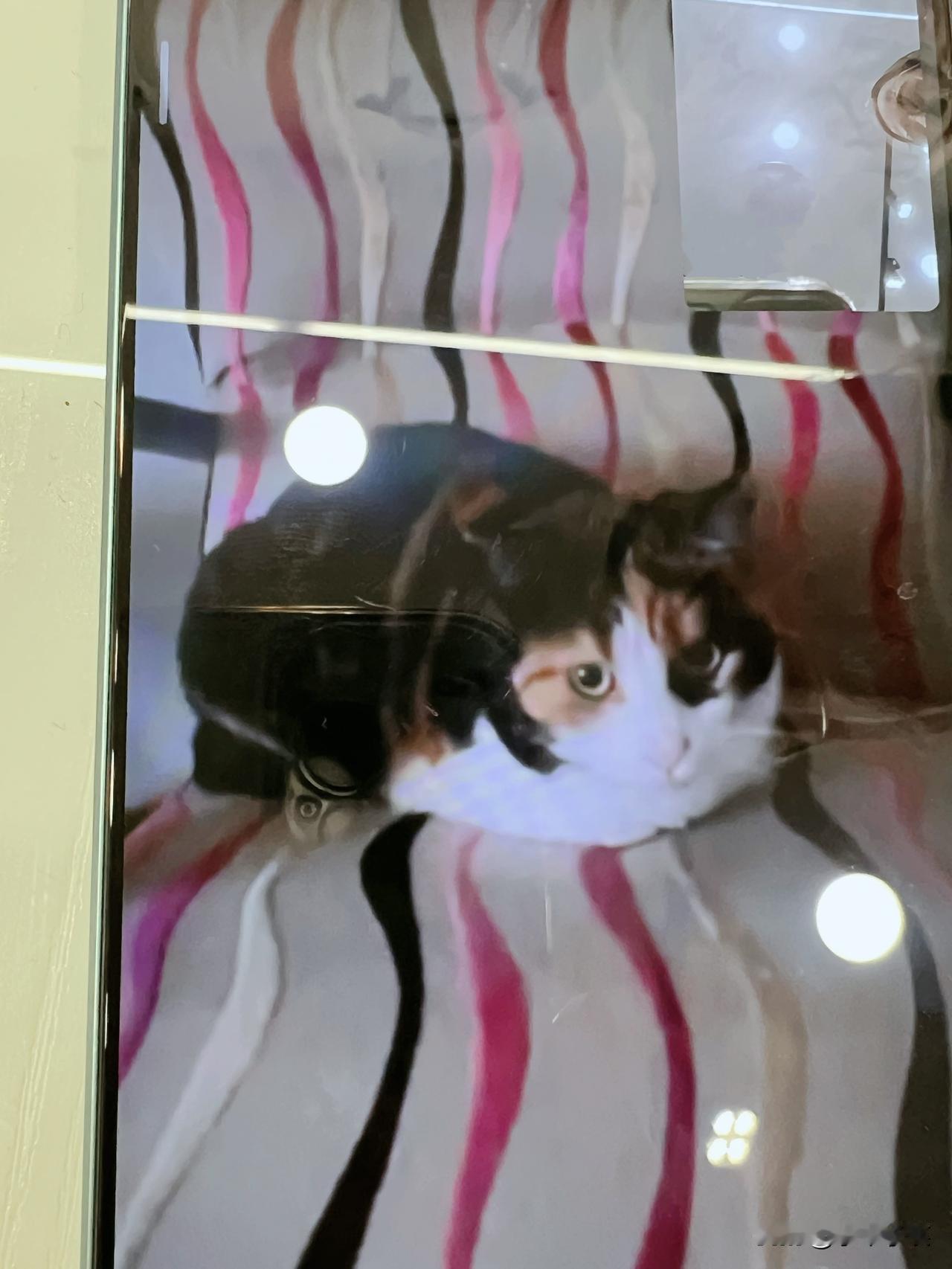 分享意大利三色猫

你们见过三色猫吗？
我好像没见过，印象中的猫好像是双色。
