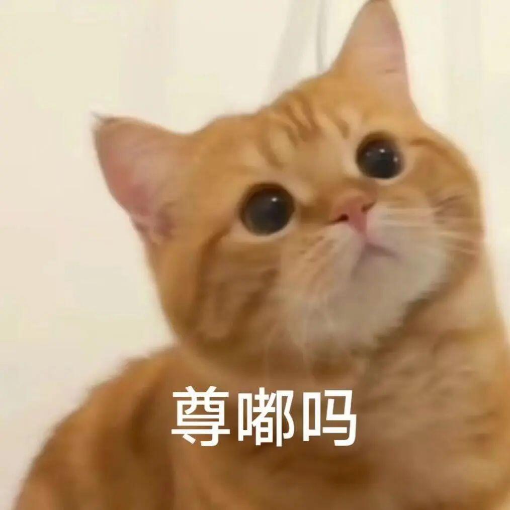 猫咪表情包[超话]