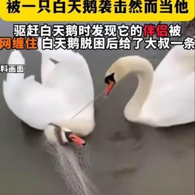 新疆，男子在钓鱼时，一只白天鹅反复啄他的脚，本想把它赶走！没想到天鹅却一步三回头