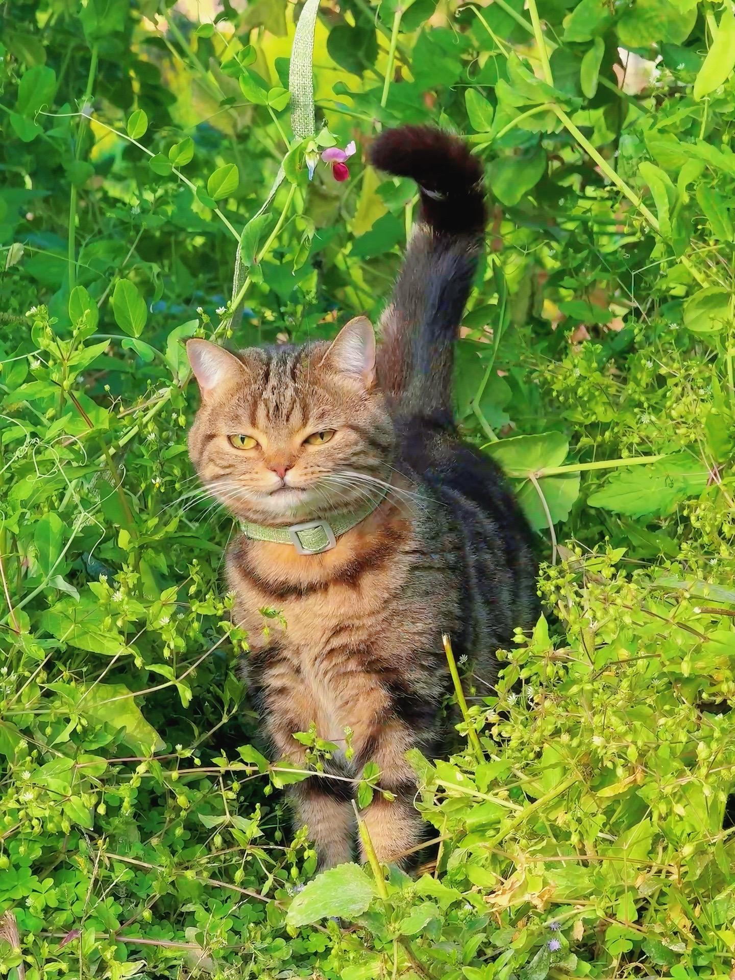 有点子霸气这小猫。
