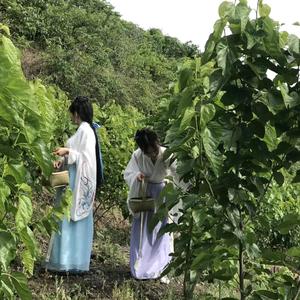 西安地瓜