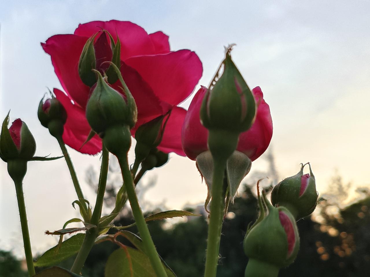 逢春入夏，寻香而行，细数繁花盛放，不肯虚度一寸春光。于一花一叶间珍藏美好，惜花亦